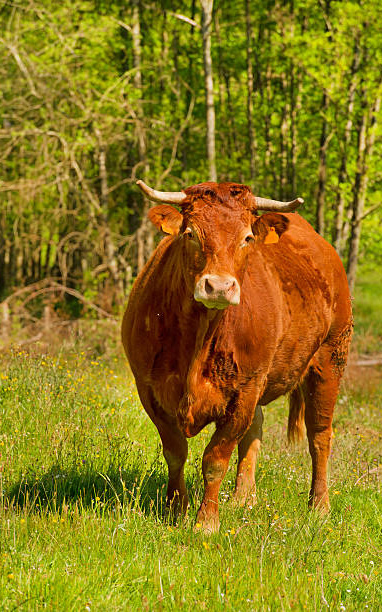 Vache