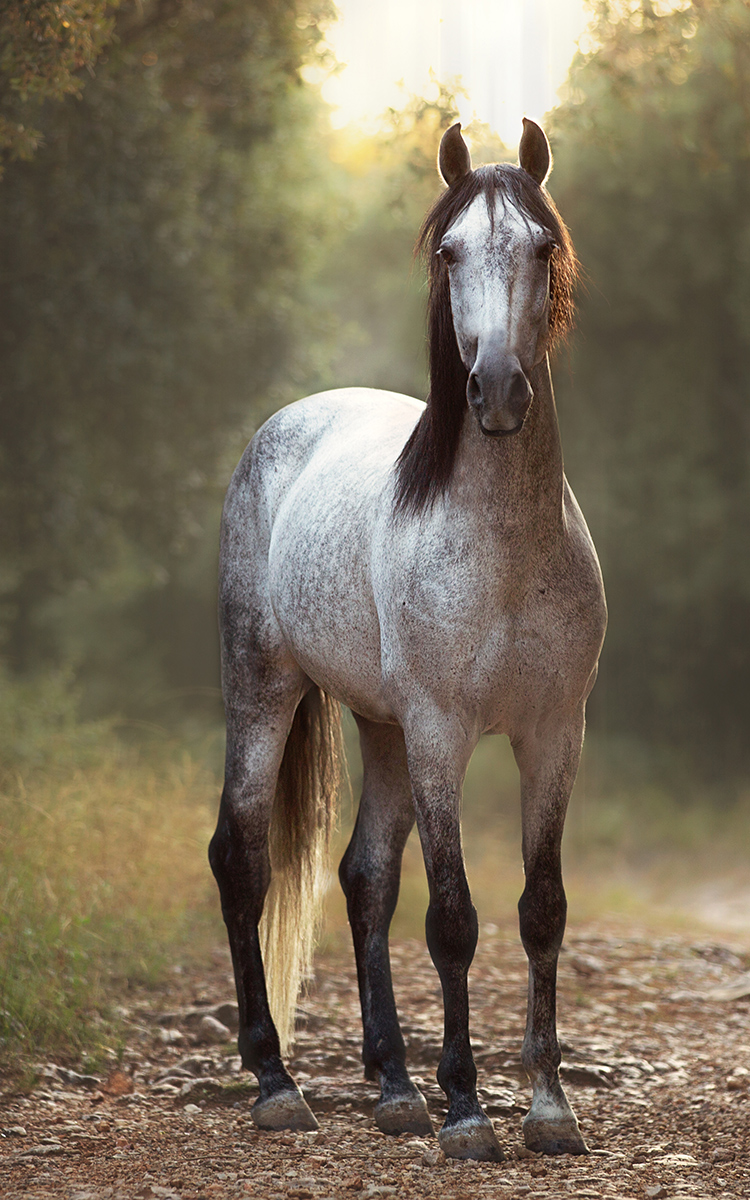 Cheval