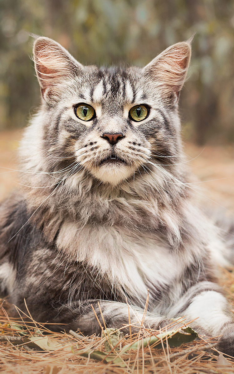 Chats et NACS 