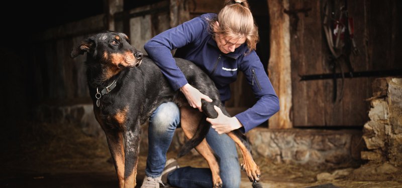 Ostéopathe canins en Poitou-Charentes et Limousin